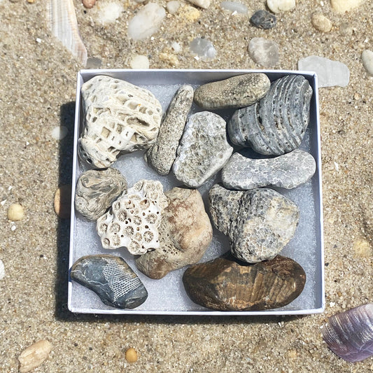 Box of Fossils