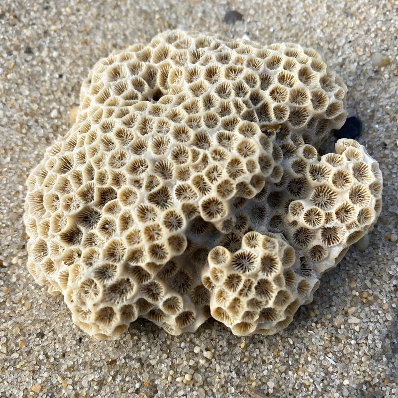 Fossilized Sea Star Coral